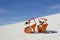 Orange high heels standing alone on sand dune