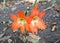 Orange Hippeastrum or Amaryllis flowers