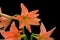 Orange Hippeastrum Amaryllis flowers.