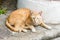 The orange homeless cat lives in a temple in Thailand.