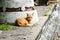 The orange homeless cat lives in a temple in Thailand.