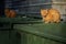Orange, homeless stray cats lying on the garbage container