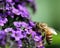 Orange Honeybee in Purple Flowers, Macrophotography