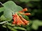 Orange Honeysuckle - Lonicera ciliosa