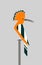 Orange hoopoe sits on a branch