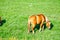 The orange horse on the summer grassland