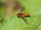 Orange hoverfly on green leaf