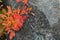 Orange Huckleberry Leaves Contrast Against Gray Rock