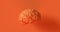 Orange Human brain Anatomical Mode