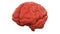 Orange Human brain on white background. Anatomical Model, 3d illustration