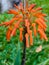 Orange hummingbird flower, firecracker flower