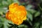 Orange hybrid globeflower flower in close up