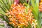 orange Hybrid Vanda orchid , Fah Mui
