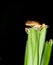 An orange hyla frog on a plant