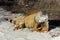 Orange Iguana on the Sand, island Cyprus