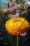 orange immortelle on a blurred background of colorful flowers