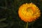 orange immortelle flower (lat. Helichrysum) on a blurred background