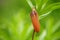 Orange imperial hazel grouse flower with closed bud, macro photo