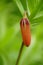 Orange imperial hazel grouse flower with closed bud, macro photo