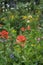 Orange Indian paintbrush blooms in alpine meadow