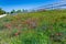 Orange Indian Paintbrush Wildflowers in Texas