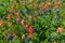 Orange Indian Paintbrush Wildflowers in Texas