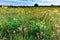 Orange Indian Paintbrush Wildflowers in a Texas Field