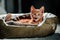 An orange indoor young cat on a cat bed.