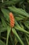 Orange inflorescence of Hedychium densiflorum