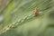 Orange insect on green wheat