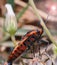 Orange insect Pentatomidae