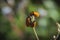 Orange insect at the top of a bud