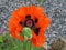 Orange Iranian poppy