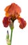 Orange iris flower on white isolated background_