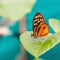 Orange Ithomia Clearwing Butterfly, Mindo, Ecuador