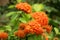 Orange Ixora flowers on Natural green garden.