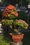 Orange Ixora, West Indian Jasmine, jungle flame bonsai tree blooming