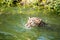 Orange jaguar swimming