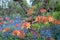 Orange Japanese azalea in bud outside the walled garden at Eastcote House Gardens with blue bells and blue forget-me-not behind