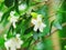 Orange jasmine flowers blooming in the garden.