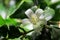 Orange Jasmine garden flower blooming