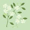 Orange Jasmine or Mock Orange Flowers on White Background