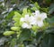 Orange jasmine;Murraya paniculata ;Cosmetic Bark Tree on blossom in garden