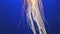 Orange jellyfish (Chrysaora fuscescens)