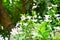 Orange Jessamine or Mock Orange Flowers in A Garden