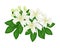 Orange Jessamine or Mock Orange Flowers on White Background