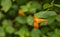 Orange Jewelweed â€“ Impatiens capensis
