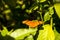 Orange Julia butterfly known as Dryas Julia