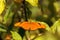 Orange Julia butterfly known as Dryas Julia