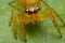 Orange jumping spider